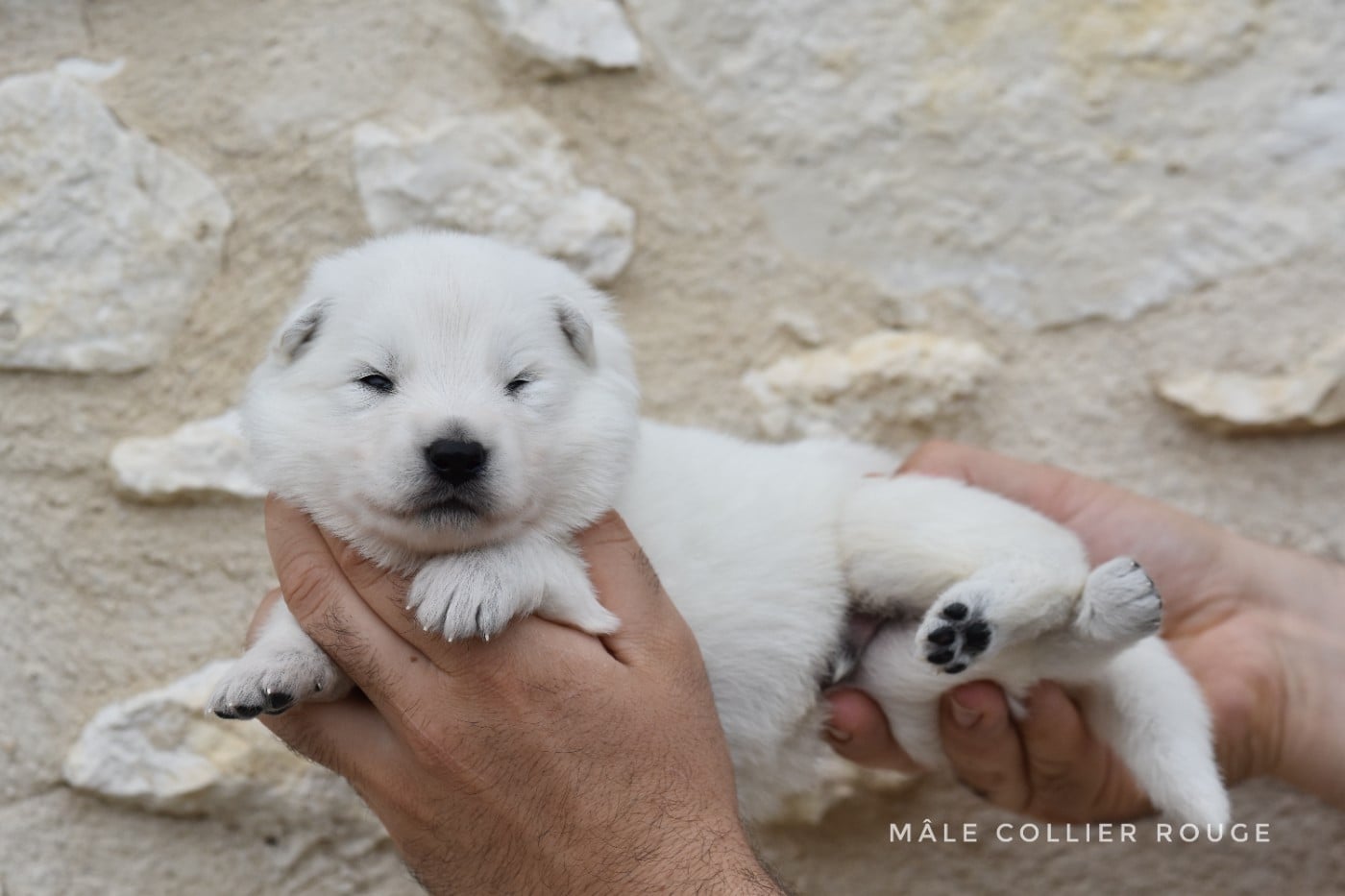 Mâle poil mi-long - Berger Blanc Suisse