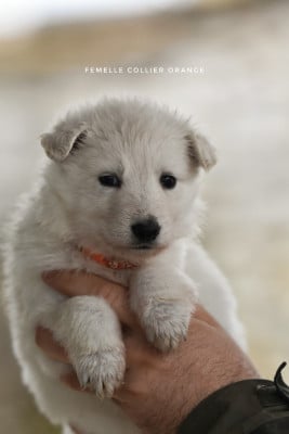 Les chiots de Berger Blanc Suisse