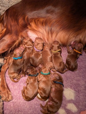 Les chiots de Setter irlandais rouge
