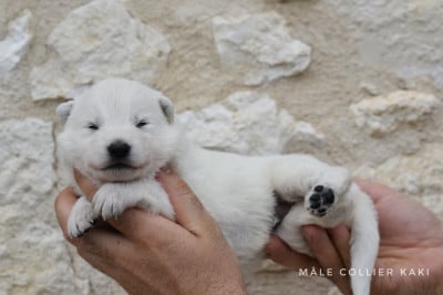 Les chiots de Berger Blanc Suisse