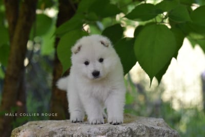 Les chiots de Berger Blanc Suisse