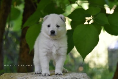 Les chiots de Berger Blanc Suisse