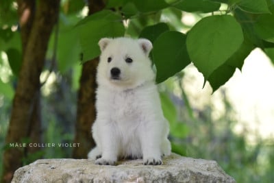 Les chiots de Berger Blanc Suisse
