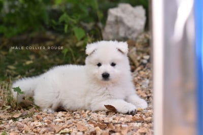 Les chiots de Berger Blanc Suisse