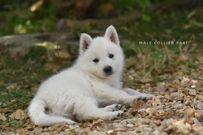 Les chiots de Berger Blanc Suisse