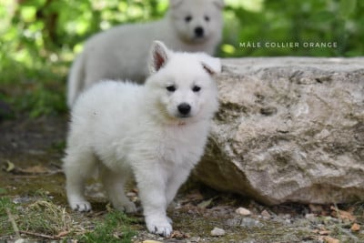 Les chiots de Berger Blanc Suisse