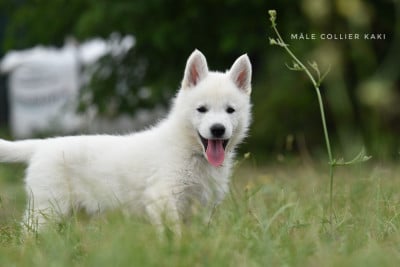 Les chiots de Berger Blanc Suisse