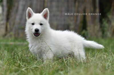 Les chiots de Berger Blanc Suisse