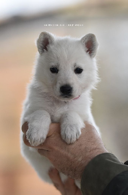 Les chiots de Berger Blanc Suisse