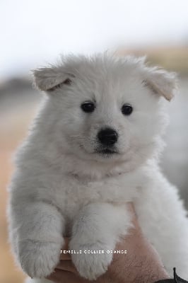Les chiots de Berger Blanc Suisse