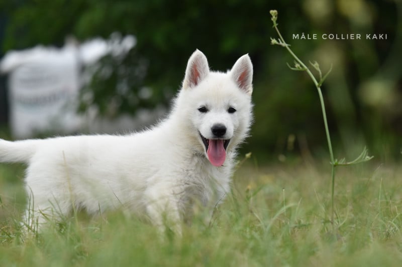 Berger Blanc Suisse - des terres de skoll et hati