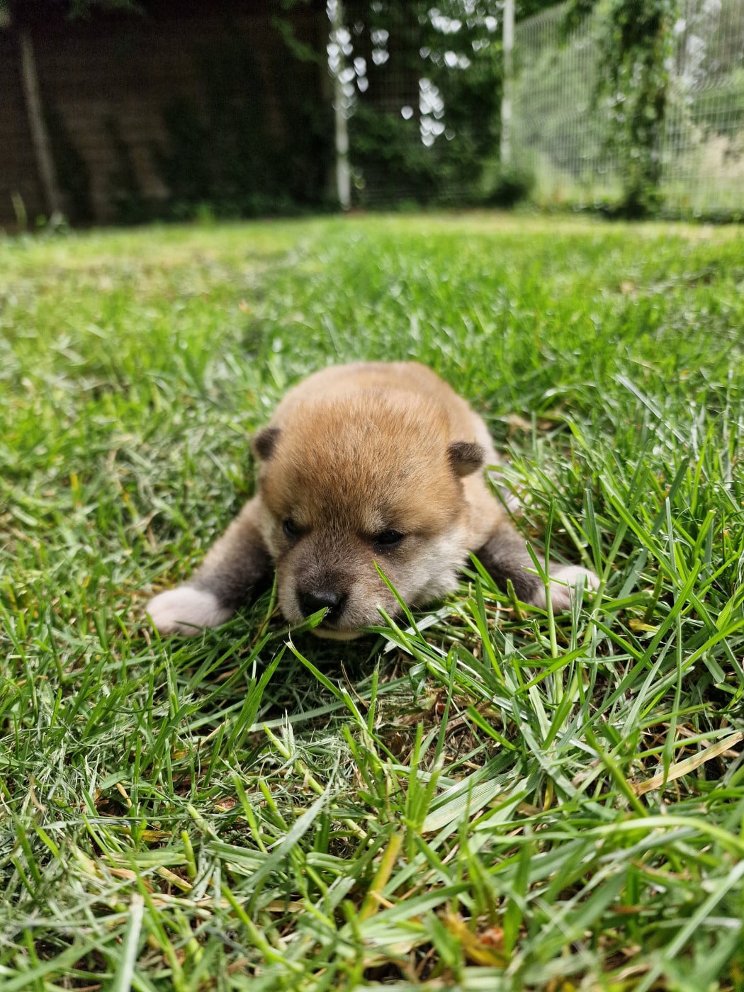 Chiot Shiba