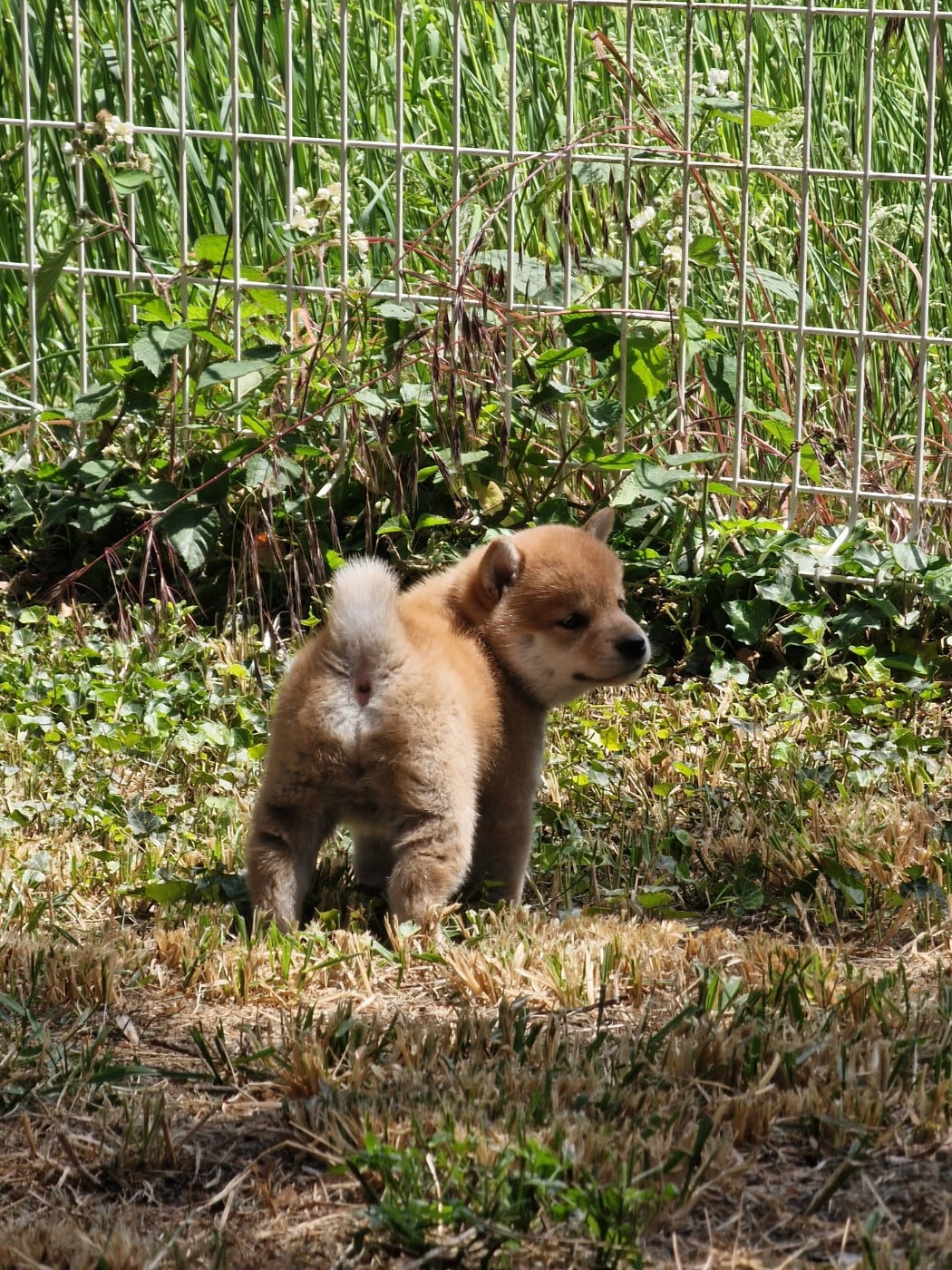 Shiba - Tale's of Kitsune