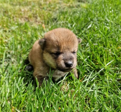 Les chiots de Shiba