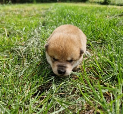 Les chiots de Shiba