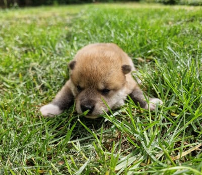 Les chiots de Shiba