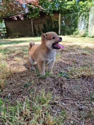 Les chiots de Shiba