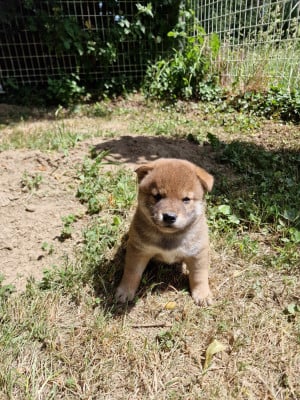 Les chiots de Shiba
