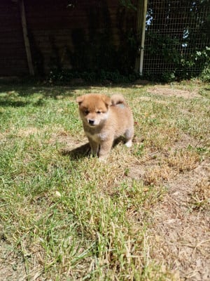Les chiots de Shiba