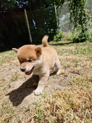 Les chiots de Shiba