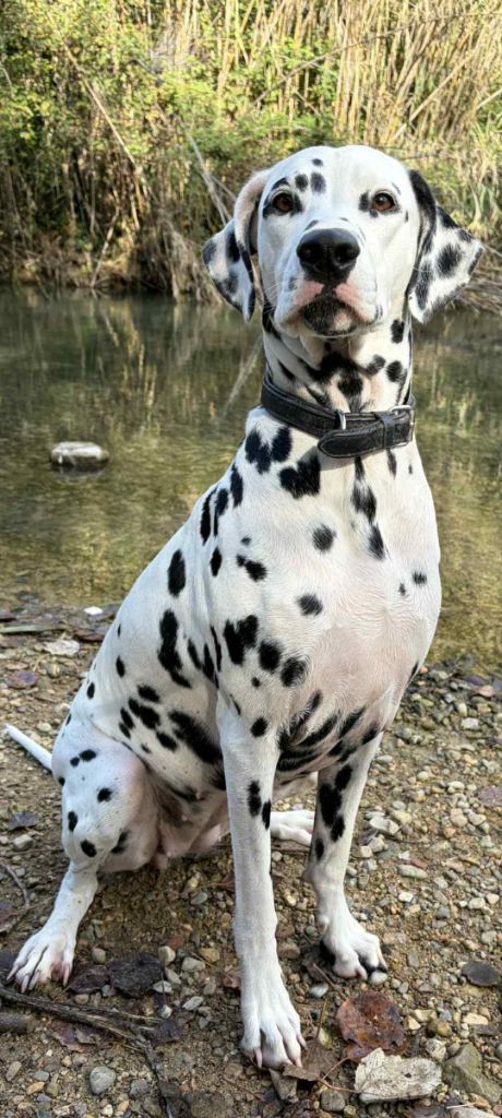 Unchained angel du Moulin de L'Age