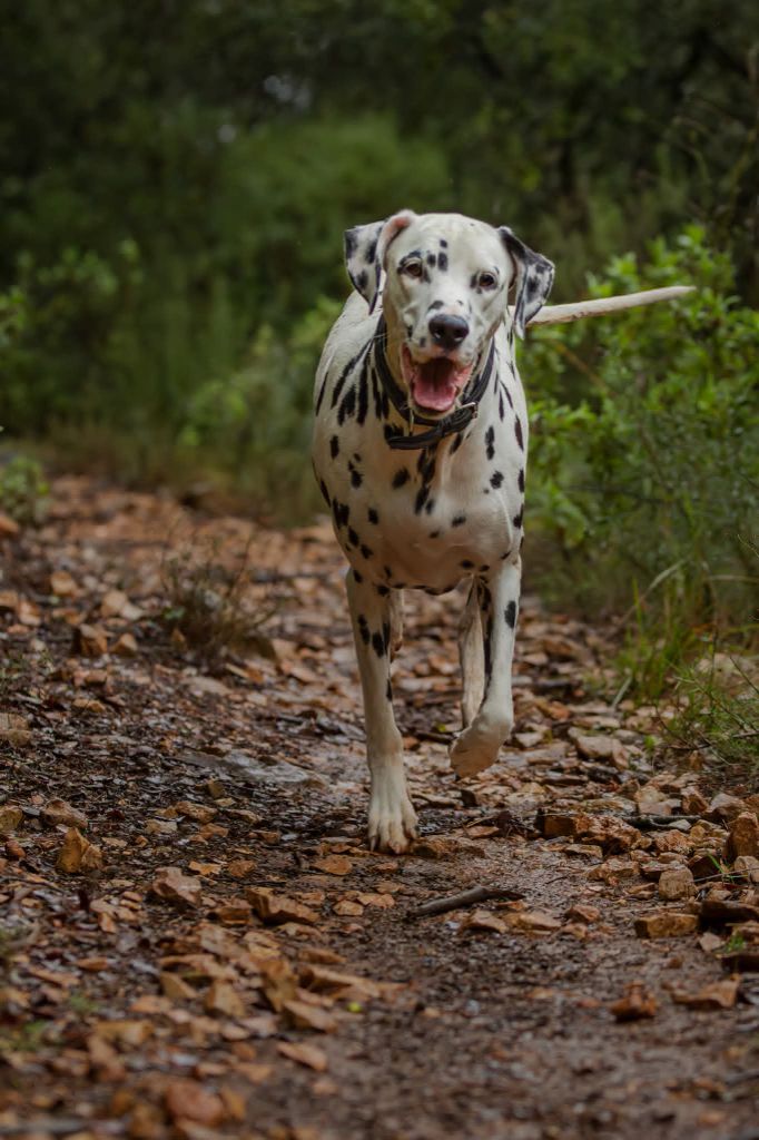 Unchained angel du Moulin de L'Age
