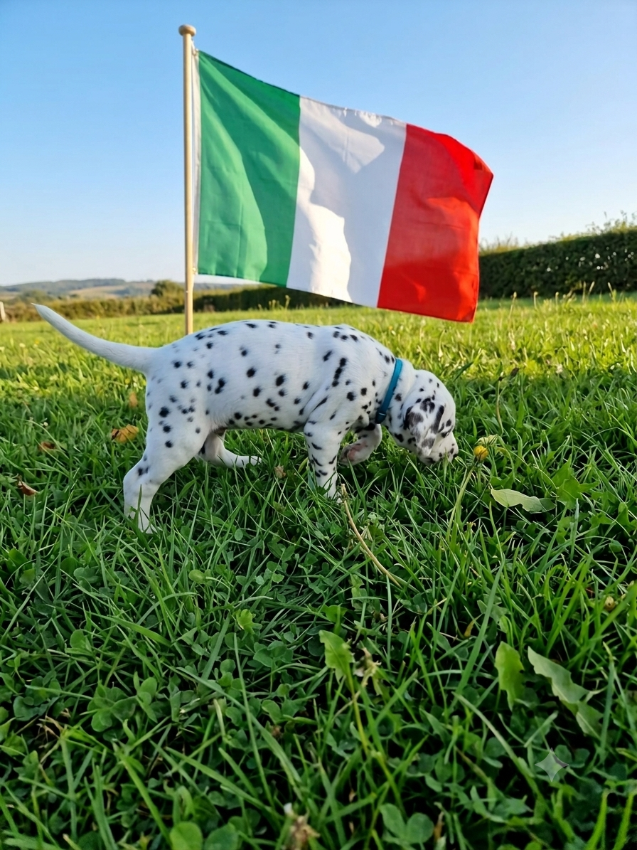 CHIOT 8