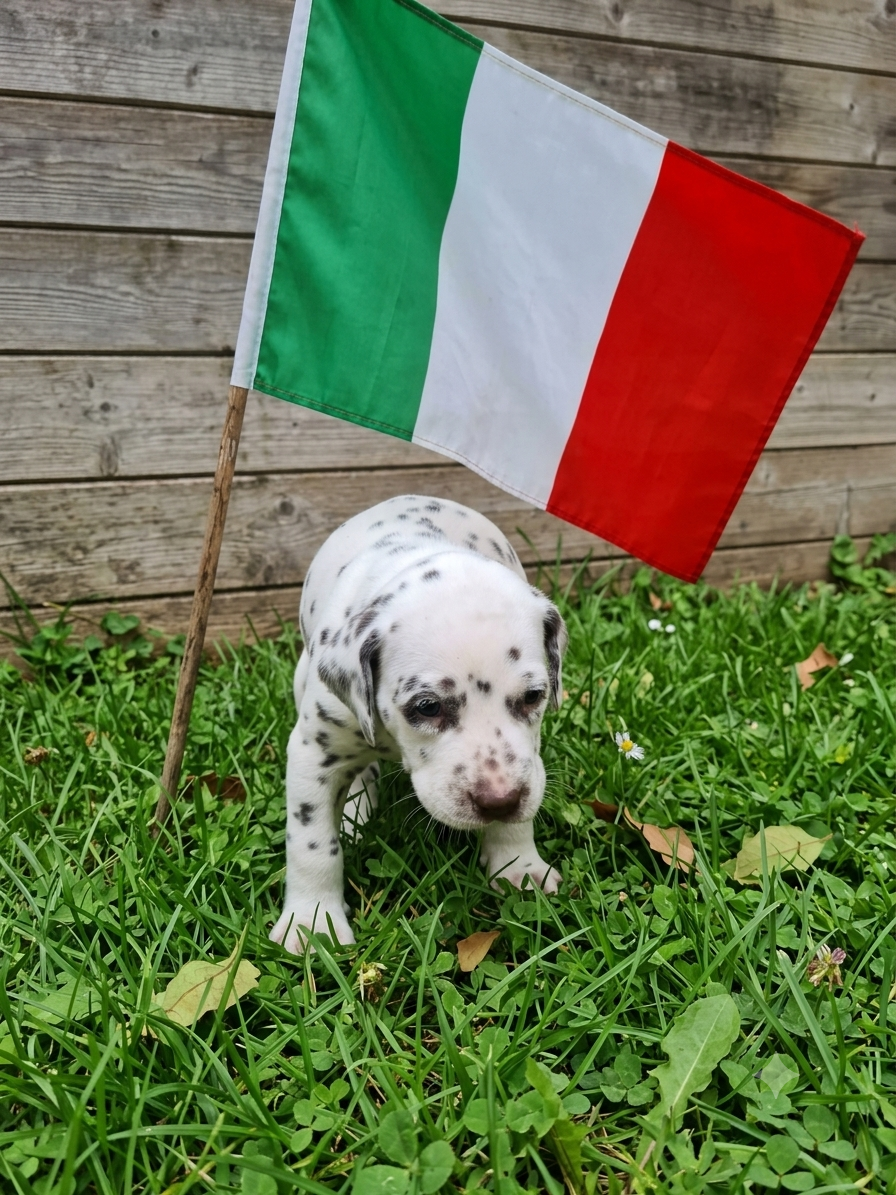 CHIOT 8