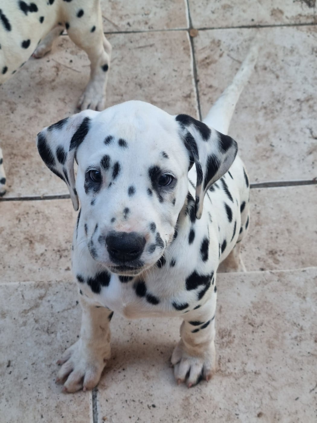 Dalmatien - Whispering To The Angels