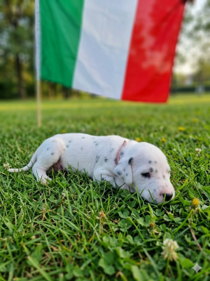 Les chiots de Dalmatien