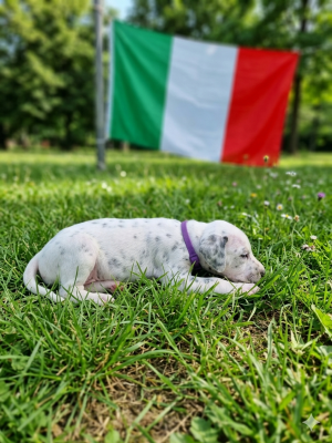 Les chiots de Dalmatien