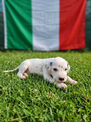 Les chiots de Dalmatien
