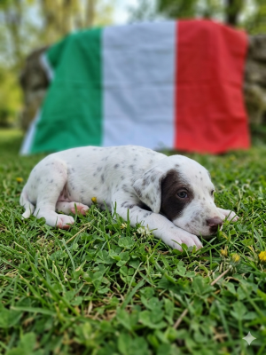 Les chiots de Dalmatien