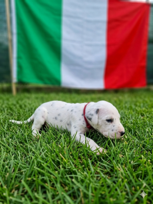 Les chiots de Dalmatien