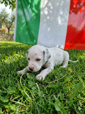 Les chiots de Dalmatien