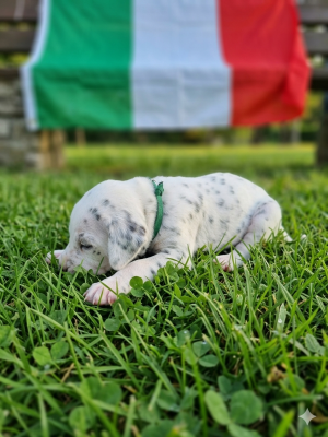 Les chiots de Dalmatien
