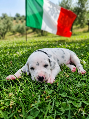 Les chiots de Dalmatien