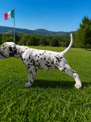 Les chiots de Dalmatien