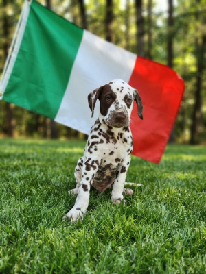 Les chiots de Dalmatien