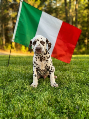 Les chiots de Dalmatien