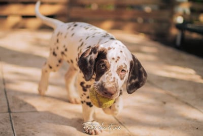 Les chiots de Dalmatien