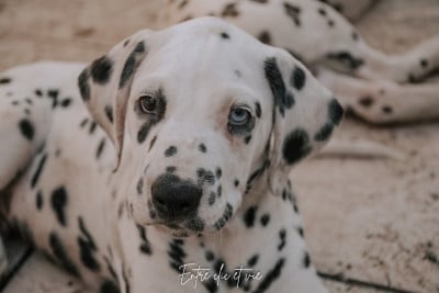 Les chiots de Dalmatien
