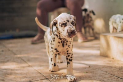 Les chiots de Dalmatien