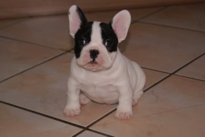 Les chiots de Bouledogue français