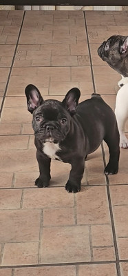 Les chiots de Bouledogue français