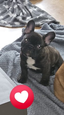 Les chiots de Bouledogue français