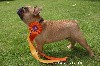 Rocky du Domaine des Bastidiens - Très prometteur meilleur puppy