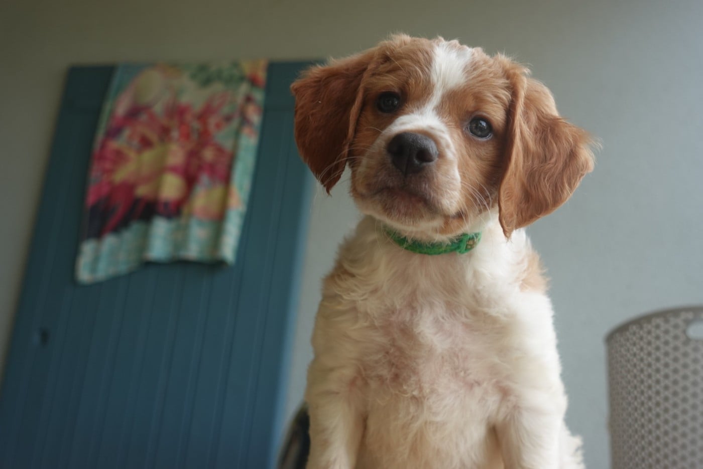 CHIOT 6
