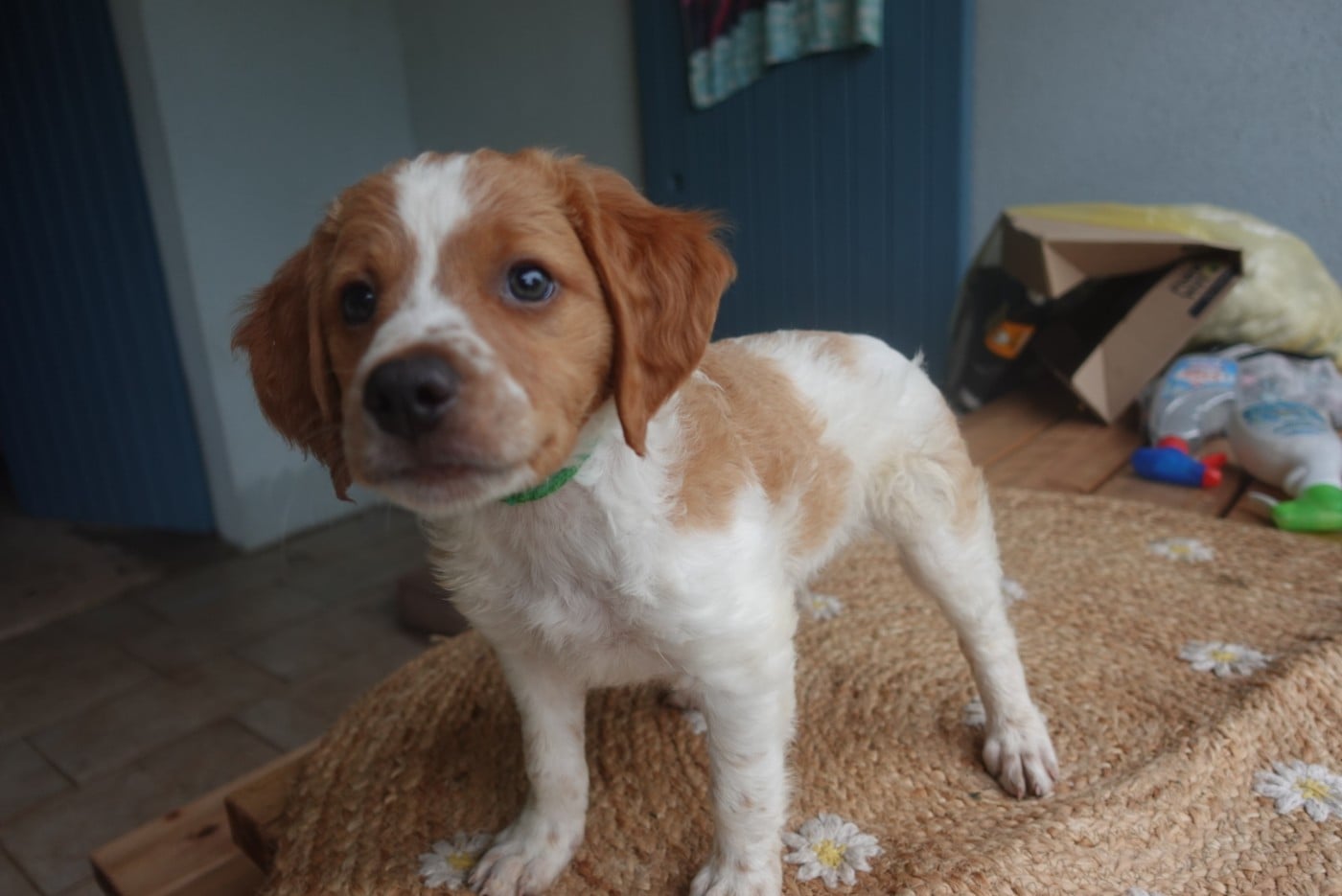 CHIOT 6