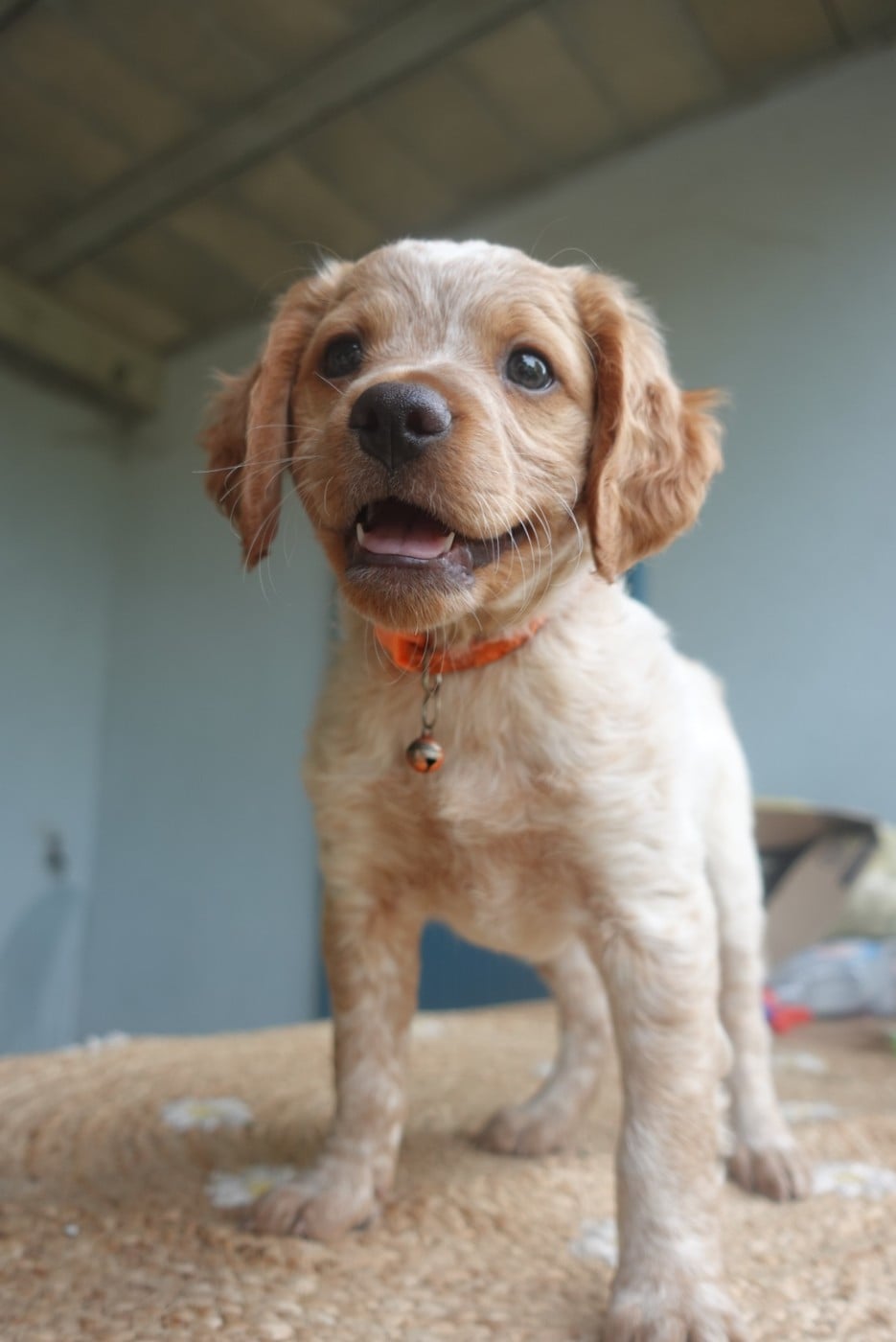CHIOT 8